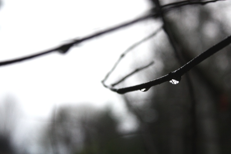 delicate rain, reflecting the light as it slides from iy's branch replaced by another